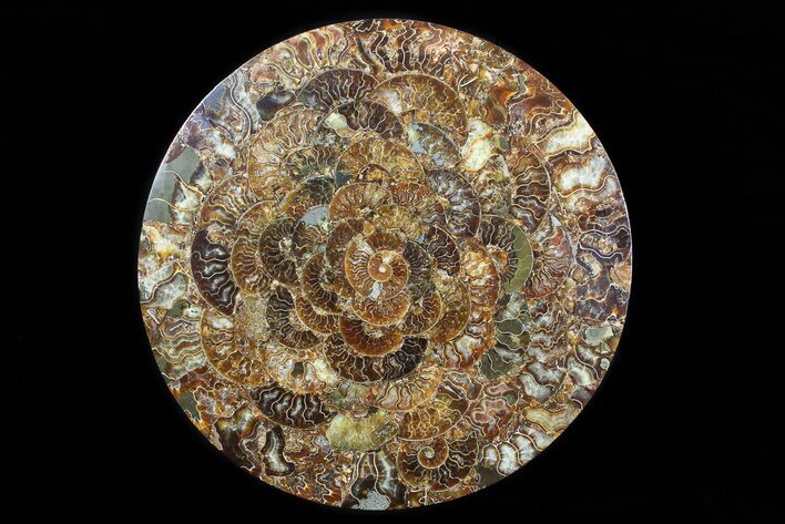 Composite Plate Of Agatized Ammonite Fossils #77786